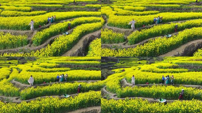 梯田油菜花乡村风光