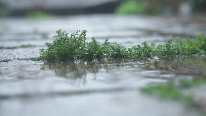 雨中庭院锦鲤游动
