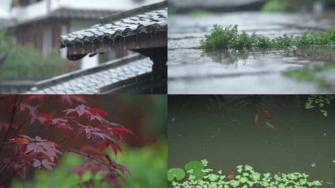 雨中庭院锦鲤游动