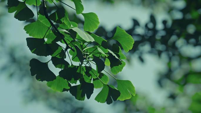 生机勃勃的植物世界
