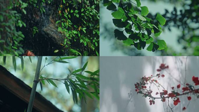 生机勃勃的植物世界