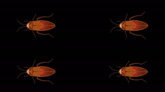 MG动画爬行的蟑螂