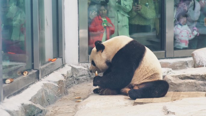 憨态可掬的大熊猫