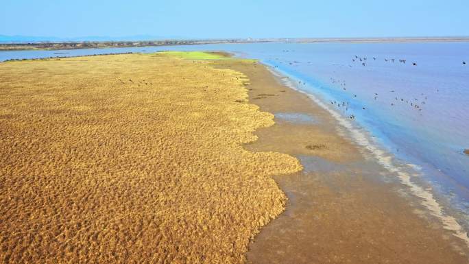 洞庭湖湿地鸟类栖息地自然风光