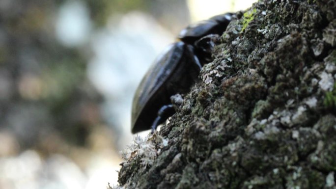 欧洲雌性鹿角虫 - Lucanus cervus