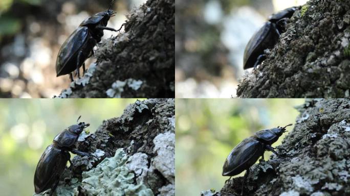 欧洲雌性鹿角虫 - Lucanus cervus