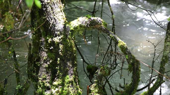 清澈溪流的自然风光