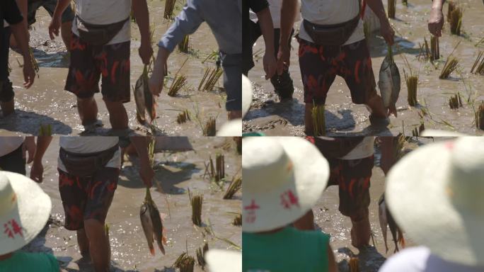 乡村稻田捉鱼体验