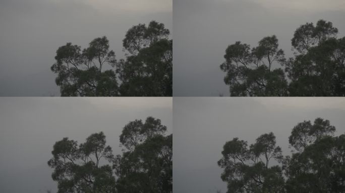 风吹动树梢