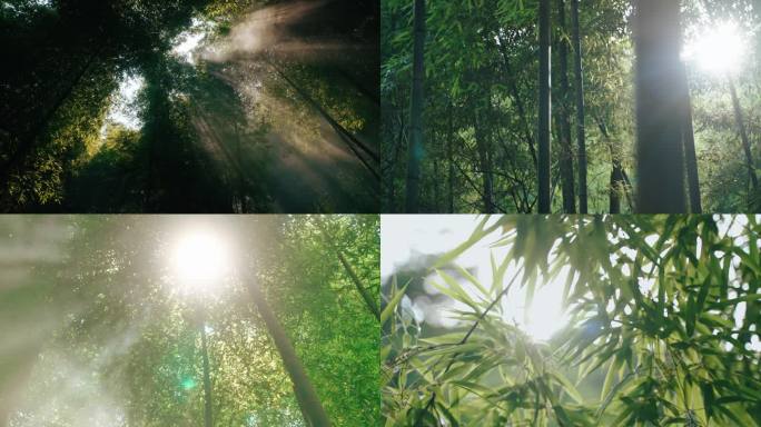 阳光下的竹林秘境