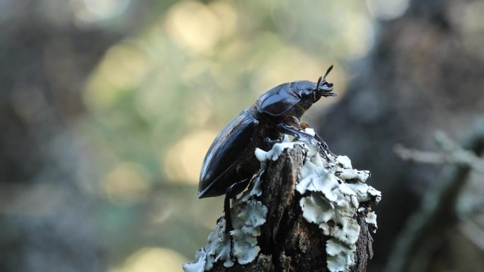 欧洲雌性鹿角虫 - Lucanus cervus