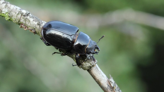 欧洲雌性鹿角虫 - Lucanus cervus