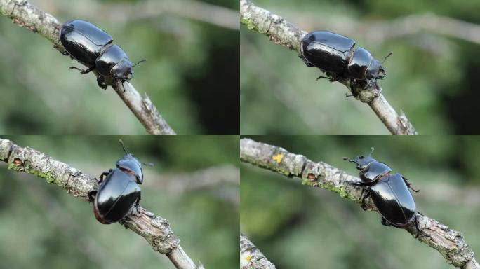 欧洲雌性鹿角虫 - Lucanus cervus