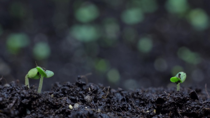 种子萌发与生长延时