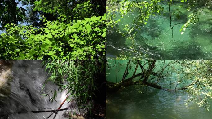 清澈溪流的自然风光