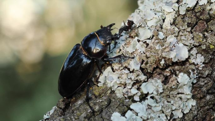 欧洲雌性鹿角虫 - Lucanus cervus