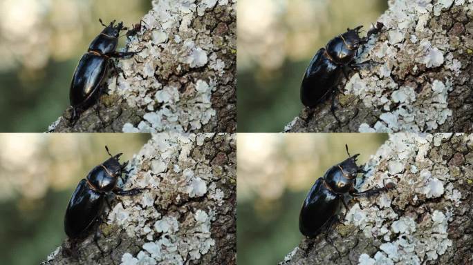 欧洲雌性鹿角虫 - Lucanus cervus