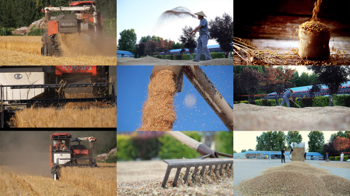 小麦 小麦秋收 小麦丰收