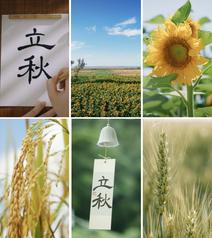 【立秋竖版】立秋节气视频合集