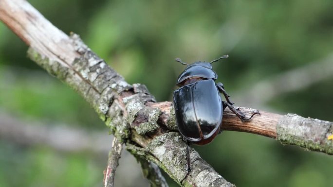 欧洲雌性鹿角虫 - Lucanus cervus
