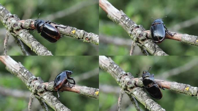 欧洲雌性鹿角虫 - Lucanus cervus
