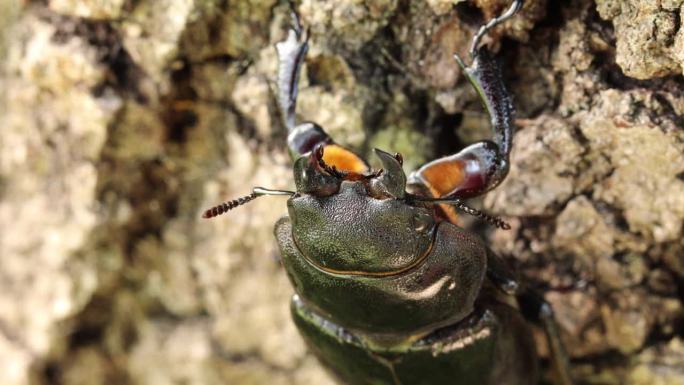欧洲雌性鹿角虫 - Lucanus cervus