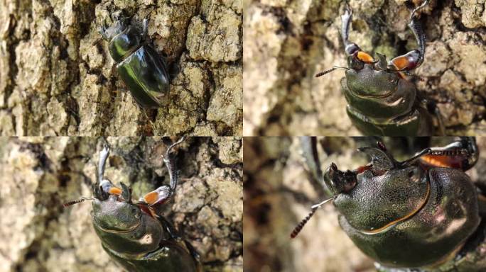 欧洲雌性鹿角虫 - Lucanus cervus