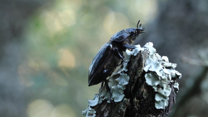欧洲雌性鹿角虫 - Lucanus cervus