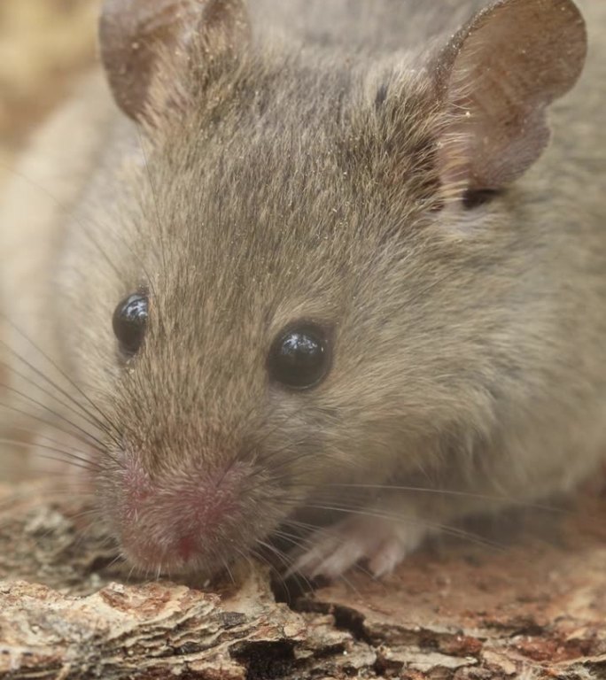 Rattus norvegicus - 褐鼠。近距离，幼鼠。