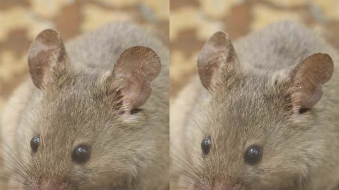 Rattus norvegicus - 褐鼠。近距离，幼鼠。