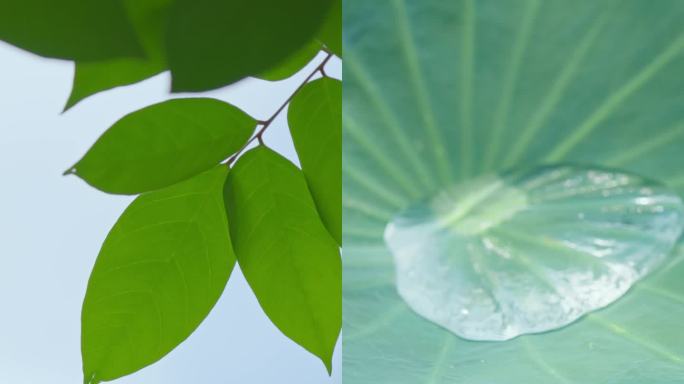 【竖屏】小暑节气二十四节气