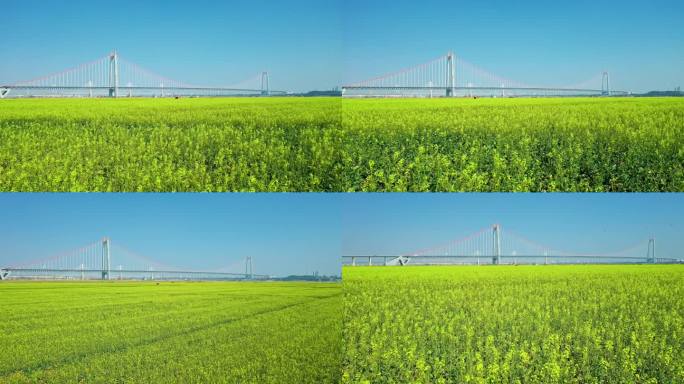 油菜花田上的壮丽大桥