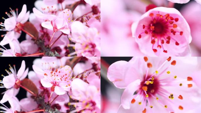 粉色樱花盛开 - 樱花
