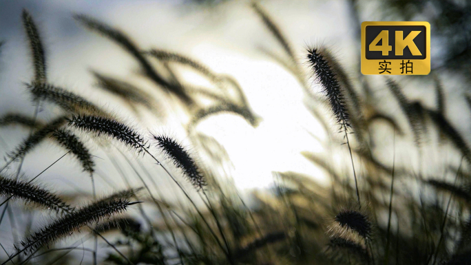 风景风光自然快切意境情绪转场空镜头快节奏