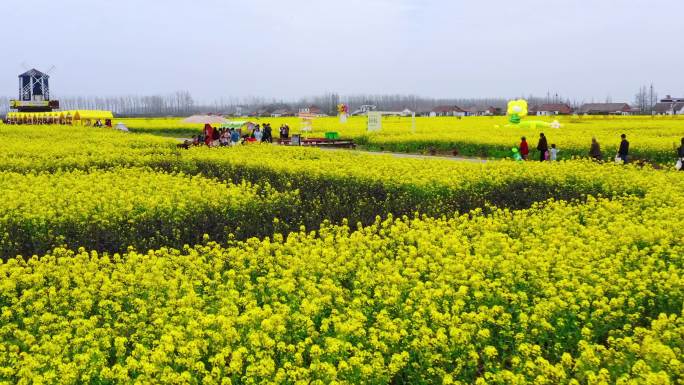 岳阳良心堡油菜花田