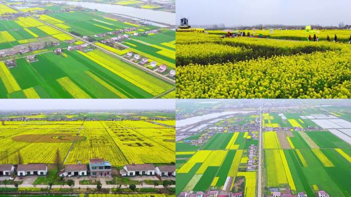 岳阳良心堡油菜花田