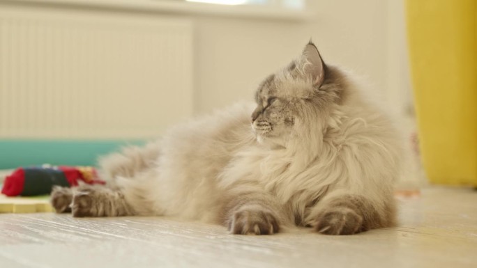 大而愤怒的毛茸茸宠物猫躺在地板上。