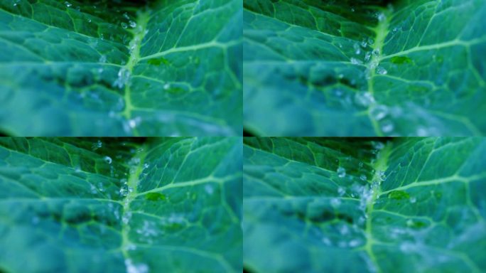 在自然特写中探索生机勃勃的绿色叶子上的水滴
