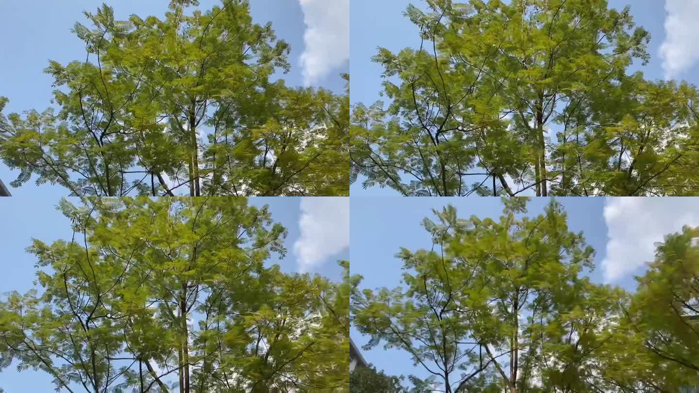 仰望天空下的树木