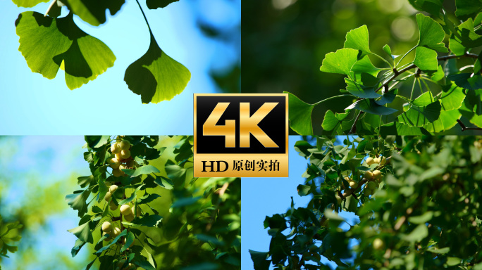 阳光树叶夏天清晨阳光银杏叶唯美逆光银杏果