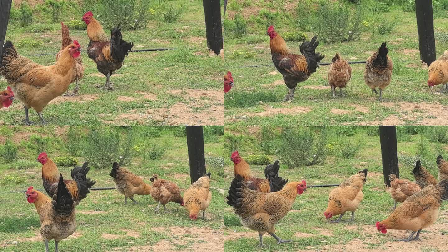 乡村田园鸡群
