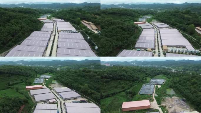 现代化养殖场