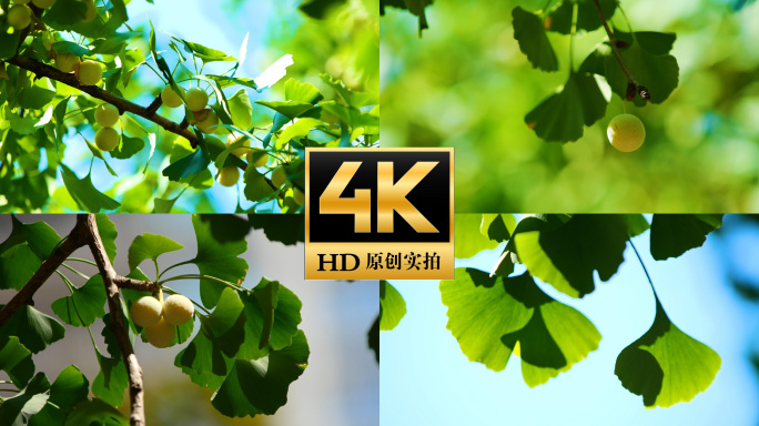 夏天阳光透过树叶唯美绿叶秋日银杏叶银杏果