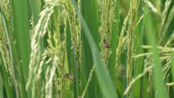 稻穗成熟饱满引来蜜蜂
