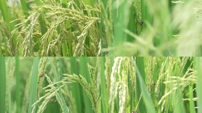 稻穗成熟饱满引来蜜蜂