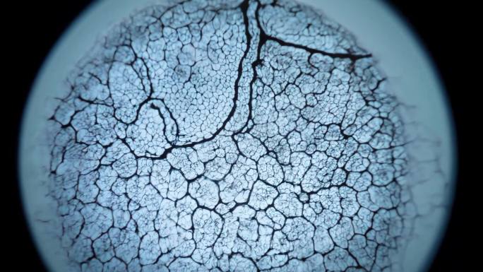 显微镜变焦观测细胞微观结构