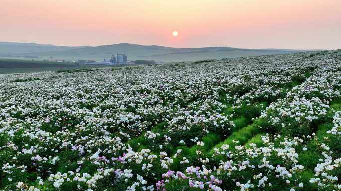 芍药花中药材万亩种植园日出朝阳