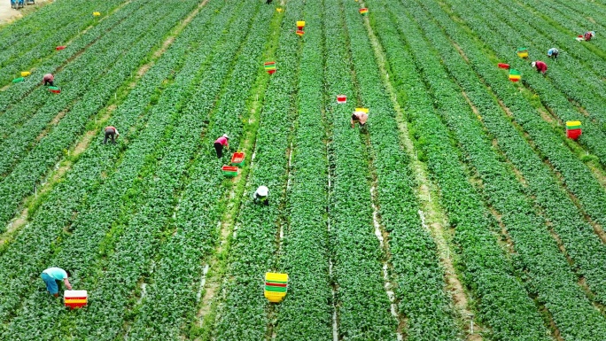 大型蔬菜采摘基地