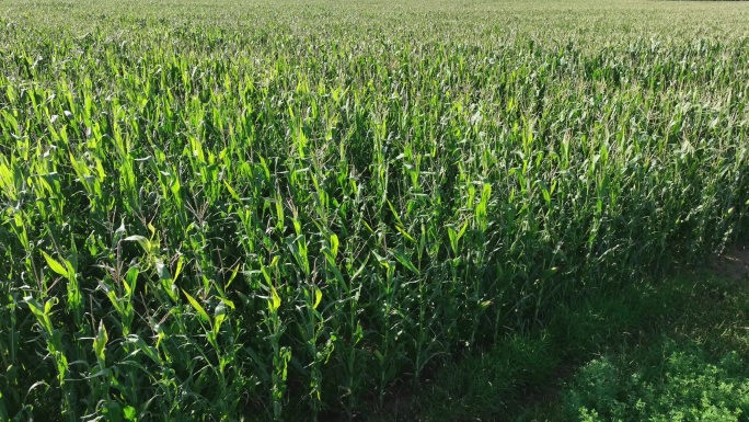 航拍鄂尔多斯地区丰收在望的玉米地