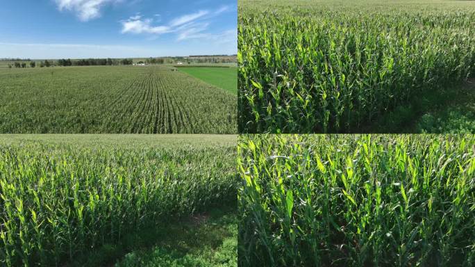 航拍鄂尔多斯地区丰收在望的玉米地